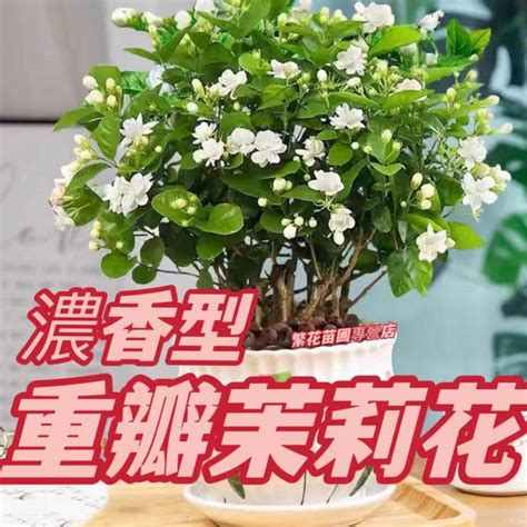 茉莉花種植|【茉莉花怎麼種】新手必讀：茉莉花種植全攻略，輕鬆擁有香氣滿。